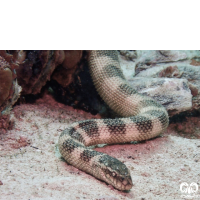 گونه مار دریایی خلیج فارس Persian Gulf Sea Snake 